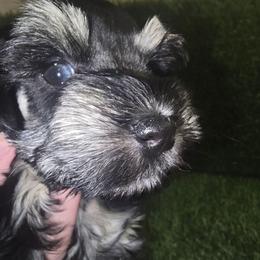 Luna - Black and silver female Miniature Schnauzer puppy in Calera, Alabama from Burnett Cove Kennels