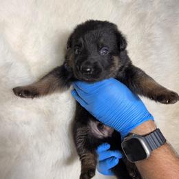 Boy 2 - Black and tan male German Shepherd puppy in Hollis Center, Maine from Noble German Shepherds of Maine