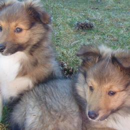 Shetland Sheepdog puppies from Elaraia Shetland Sheepdogs