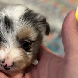 Toy Australian Shepherds from JIlly’s Aussies