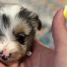 Toy Australian Shepherds from JIlly’s Aussies