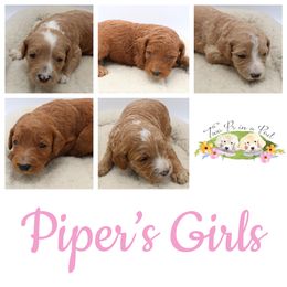 Goldendoodle Puppies from Two Ps in a Pod
