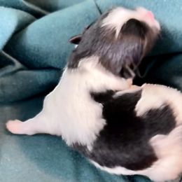 STORMY - Tri-colored Pomeranian puppy in Mobile, Alabama from Cynthia's Poms