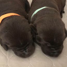 Labrador Retrievers from Jaime Caldwell's Labrador Retrievers