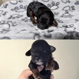 Macaroni - Black and tan female Cockapoo puppy in Clarks Summit, Pennsylvania from M&M Cockapoos