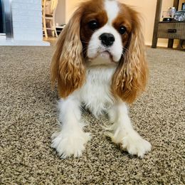 Beau - Cavalier King Charles Spaniel