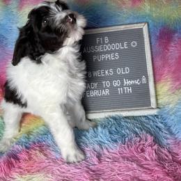 Green collar - Brown and white female Aussiedoodle puppy in Mount Ulla, North Carolina from Girls of anarchy farm