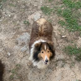 Grace - Shetland Sheepdog