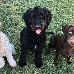Goldendoodles and Labradoodles from DJ’s Doodles
