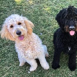 Goldendoodles and Labradoodles from DJ’s Doodles