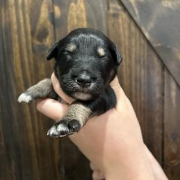White collar girl - Black tri-color female Australian Shepherd puppy in Flat Rock, Alabama from Fluffy Butt Acres