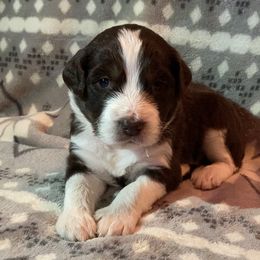 Boy 3 Colt - Aussiedoodle puppy in Washington County, Tennessee from Southern Roots Kennel