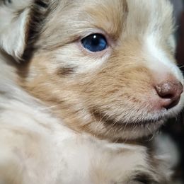 Toy Australian Shepherd Puppies from SLASH SEVEN Toy Aussies