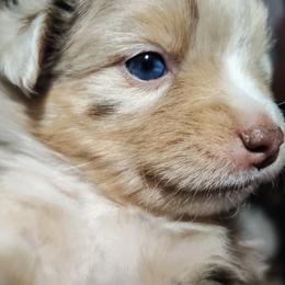 Toy Australian Shepherd Puppies from SLASH SEVEN Toy Aussies