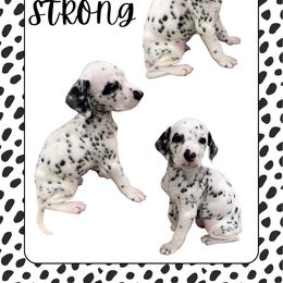 BRUCE STRONG - White and black male Dalmatian puppy in Waxahachie, Texas from Tiff’s Dalmatian Plantation