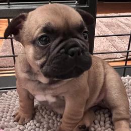French Bulldog Puppies from Nuthin’ But Frenchies