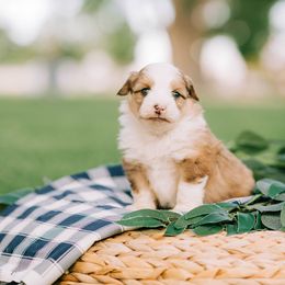 Aussiedoodle and Poodle Puppies from Out West Doodles