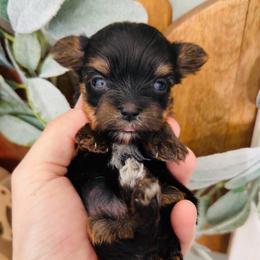 Charlotte - Black and tan female Yorkshire Terrier puppy in Indianapolis, Indiana from Tails of Grace
