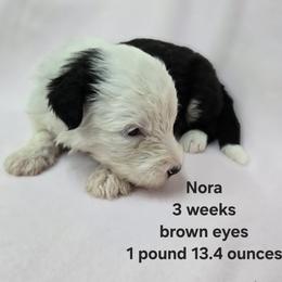 Nora - Gray and white female Old English Sheepdog puppy in Sutherlin, Oregon from Sapphire Eyes Sheepdogs