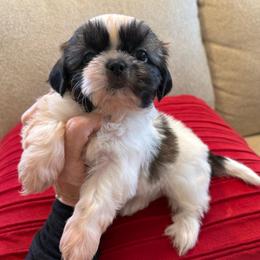 AKC - Waffles Champions Bloodline - Tricolor male Shih Tzu puppy in Long Beach, California from Prieto Shih-Tzu's