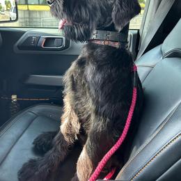 Giant Schnauzer Puppies from Wessels Schnauzers