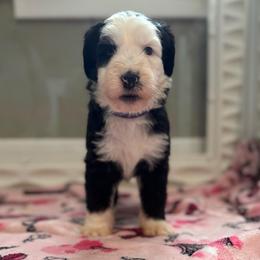 CUPCAKE - Black and white female Sheepadoodle puppy in Riverside, California from Downtown Doodles & Frenchies