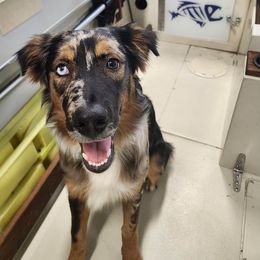 Australian Shepherd Puppies from Brick Church Aussies