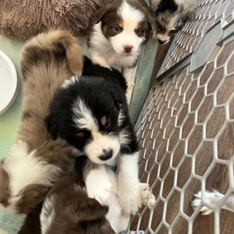 Australian Shepherd Puppies from Southern Sky Aussies