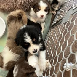 Australian Shepherd Puppies from Southern Sky Aussies