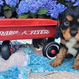 Cavalier King Charles Spaniel Puppies from Pleasant Meadows