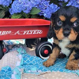 Cavalier King Charles Spaniel Puppies from Pleasant Meadows