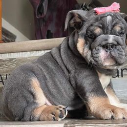 Bulldog Puppies from Precious paws bulldogs
