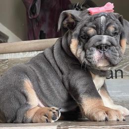 Bulldog Puppies from Precious paws bulldogs