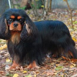 Cavalier King Charles Spaniel All Grown Up from Linda Whitmire's Cavalier King Charles Spaniels
