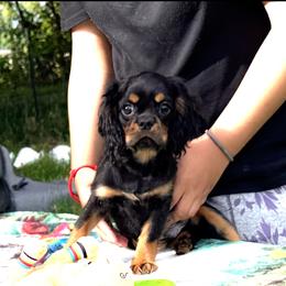 Me.Max - Black and tan male Cavalier King Charles Spaniel puppy in Beaverton, Oregon from Feray Valoir cavaliers