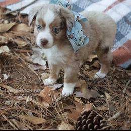 Remington- Red Merle Male - Red merle male Miniature Australian Shepherd puppy in Nacogdoches, Texas from TK Standard, Mini, & Toy Aussies