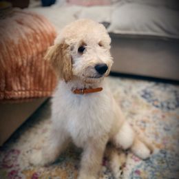 Orange Collar- Dune - Apricot male Goldendoodle puppy in Silsbee, Texas from Barkley Lane Doodles LLC