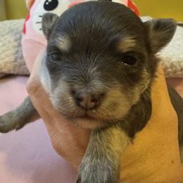 Alexis - Blue and tan female Chihuahua puppy in Brooklyn, Connecticut from Ladybug Chihuahuas