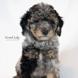 Bernedoodle, Poodle, and Schnoodle Puppies from Grand Lake Poodles & Doodles