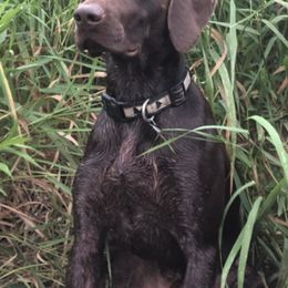 German Shorthaired Pointers from Statz Family Shorthairs