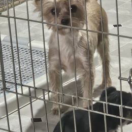 Sarah - Yorkshire Terrier