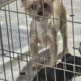 Sarah - Yorkshire Terrier