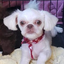 Shih Tzus from DMays Shihtzus