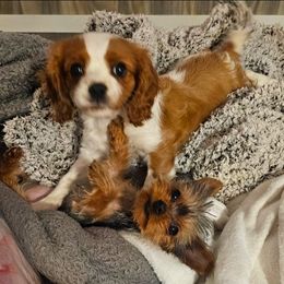 Prestige - Cavalier King Charles Spaniel