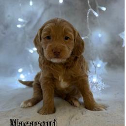 Macaroni - Apricot female Goldendoodle puppy in Williamson, New York from Lakeside Doodles