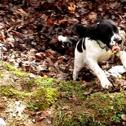 English Springer Spaniel Puppies from Enos Ranch Springer Spaniels