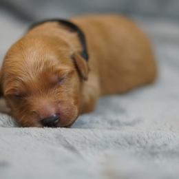 Golden Retriever puppies from Nomadic Reds Golden Retrievers