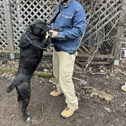 Cane Corso All Grown Up from Blue river kennels