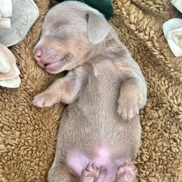 Dachshund Puppies from Harrison Farm