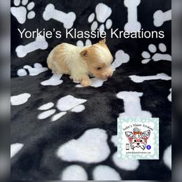 Kiana - Parti female Yorkshire Terrier puppy in Dierks, Arkansas from Yorkie’s Klassie Kreations